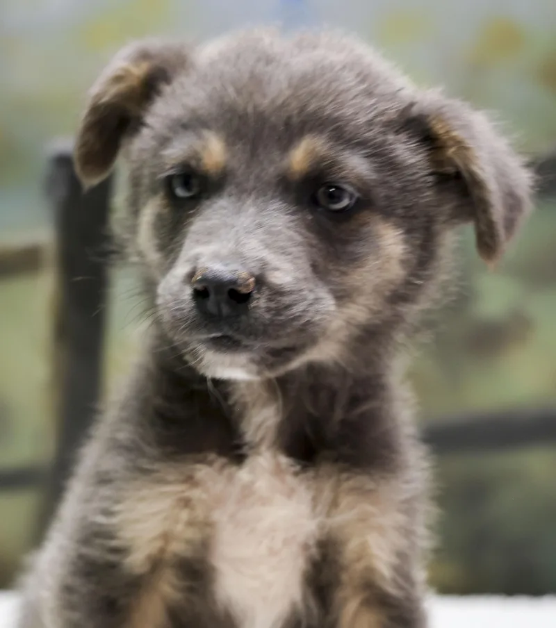 Aussie Puppies  Pharoah