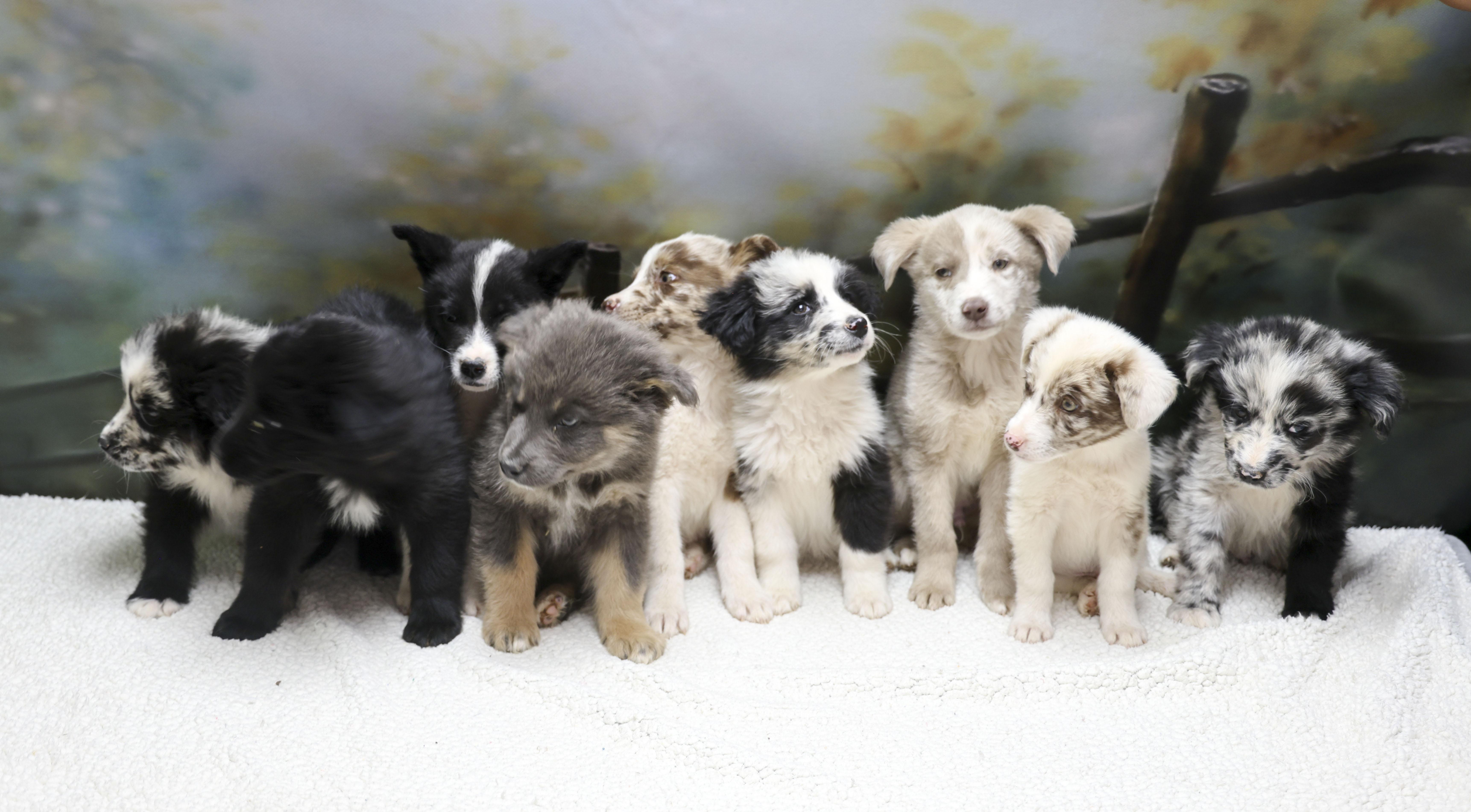 Aussie Puppies  Pharoah thumbnail 2