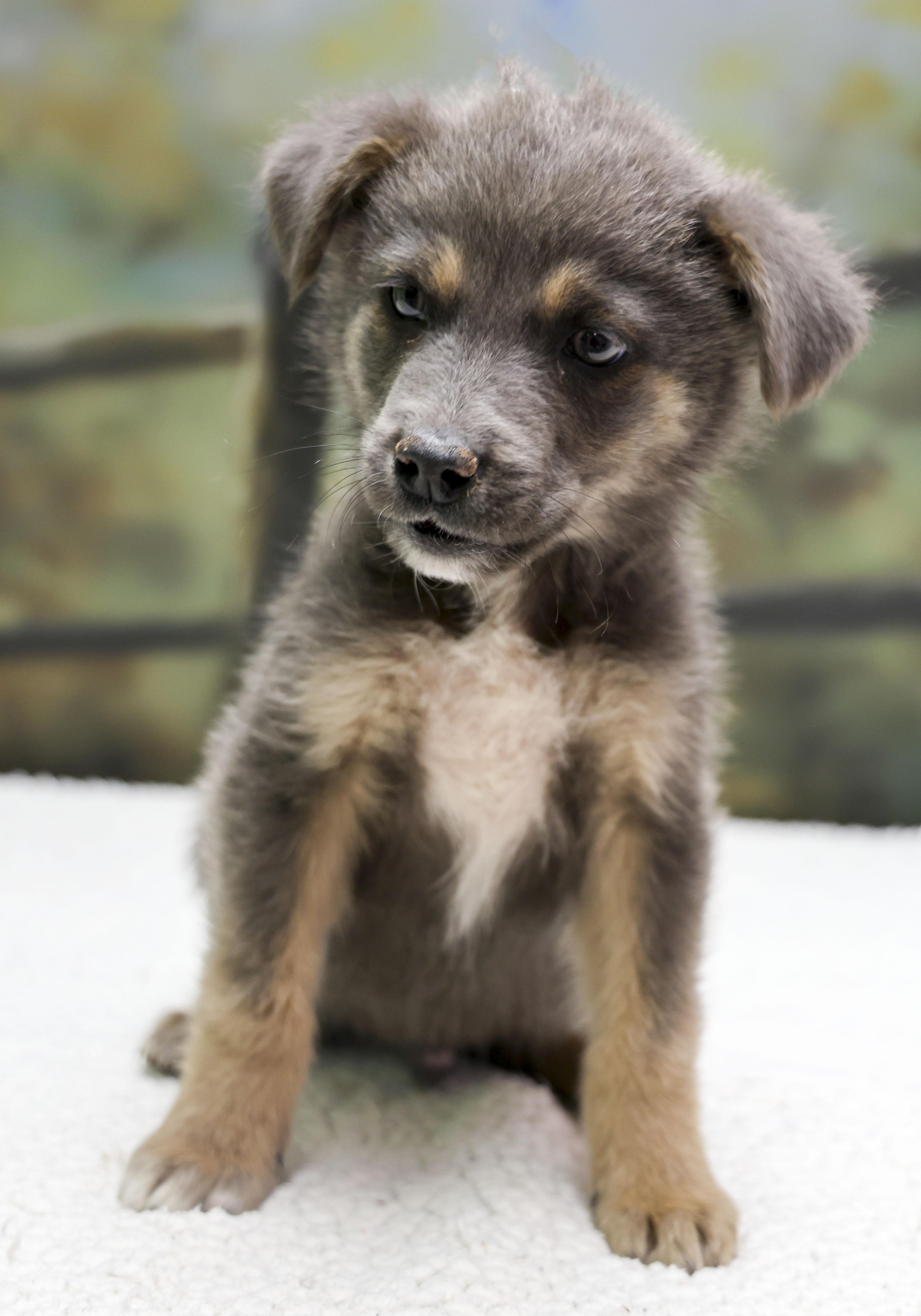 Aussie Puppies  Pharoah thumbnail 3
