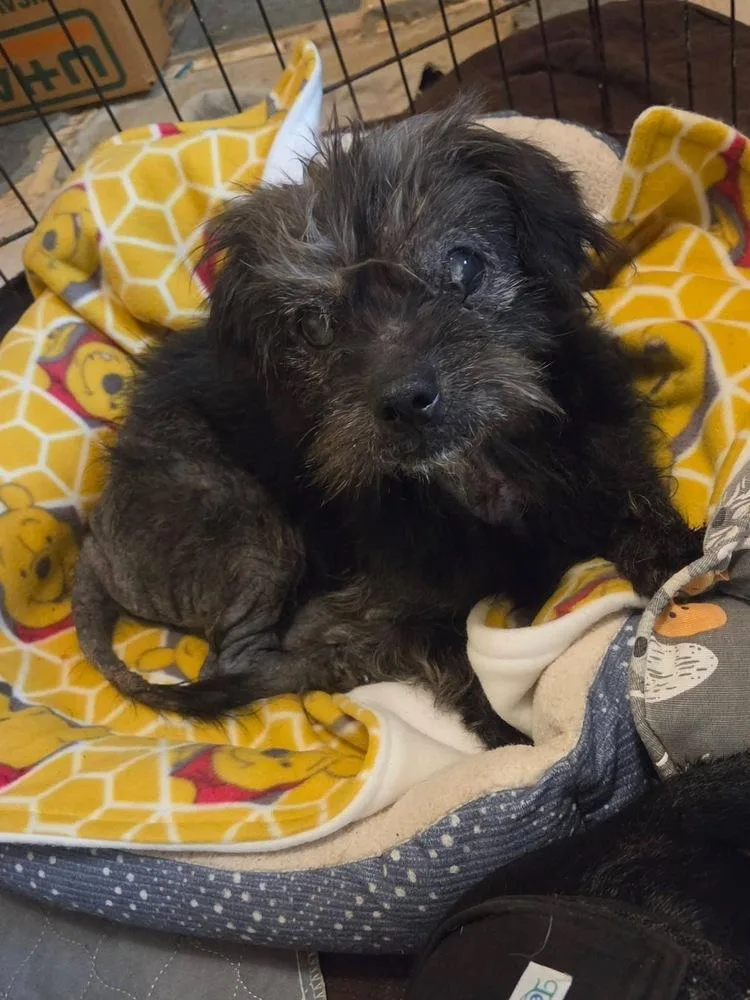 A senior small-sized male Black Terrier dog named Pickles for adoption in Milton, FL