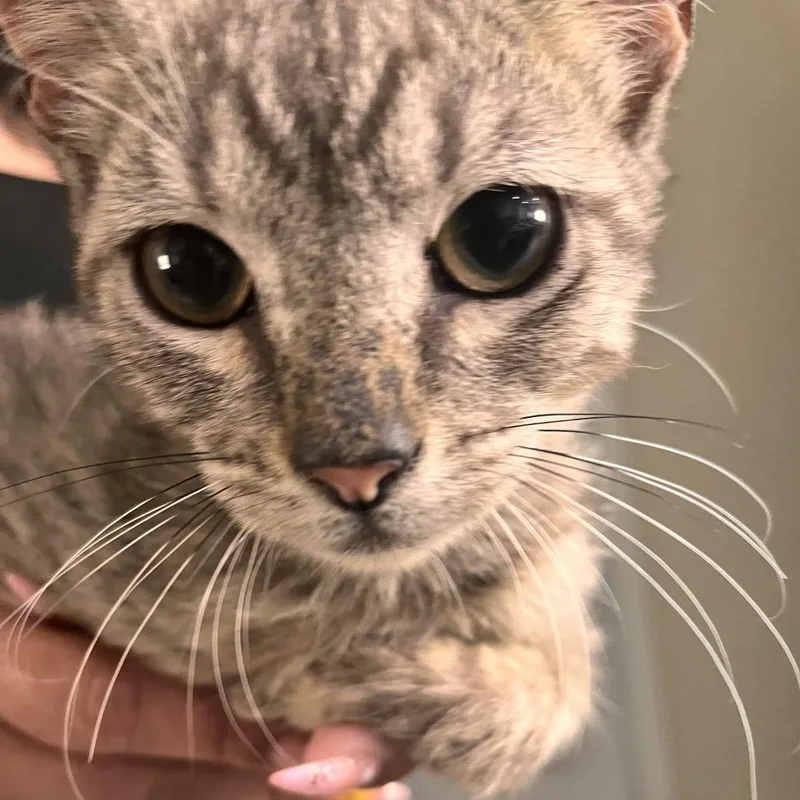 A young medium-sized male American Shorthair cat named Salem for adoption in Edinburg, TX