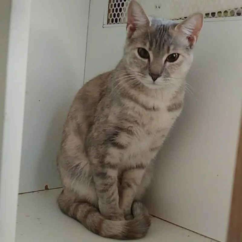 An adult medium-sized female Gray / Blue / Silver Domestic Short Hair cat named Lulu for adoption in Union, MO