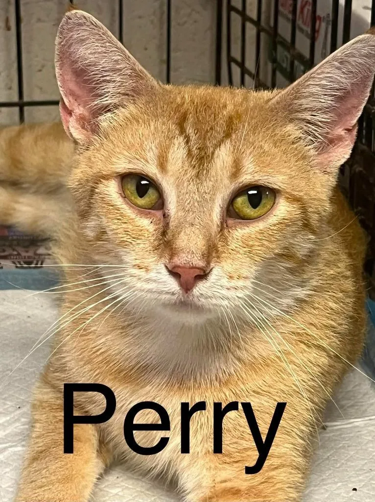 An adult large-sized female Domestic Short Hair cat named Perry for adoption in Princeton, IN