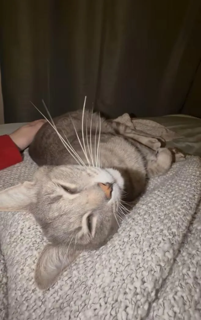 An adult large-sized male Tabby (Gray / Blue / Silver) Domestic Short Hair cat named Bucket for adoption in Greensboro, NC