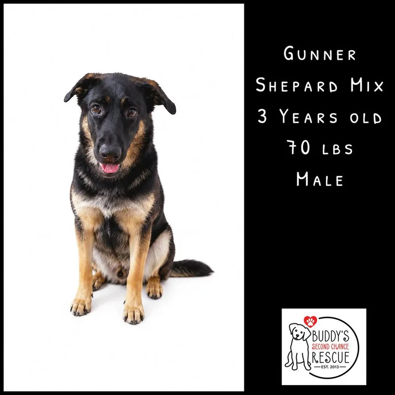 An adult large-sized male Shepherd dog named Gunner for adoption in Amherst, NY