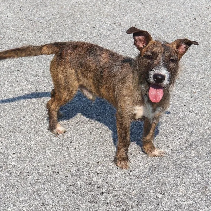 A young small-sized male Brindle Terrier dog named Austin for adoption in Hollister, MO