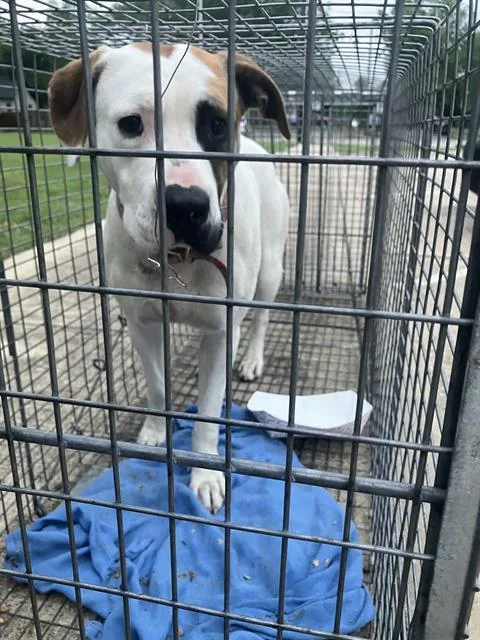 A young medium-sized female Mixed Breed dog named Appleonia for adoption in Dallas, TX