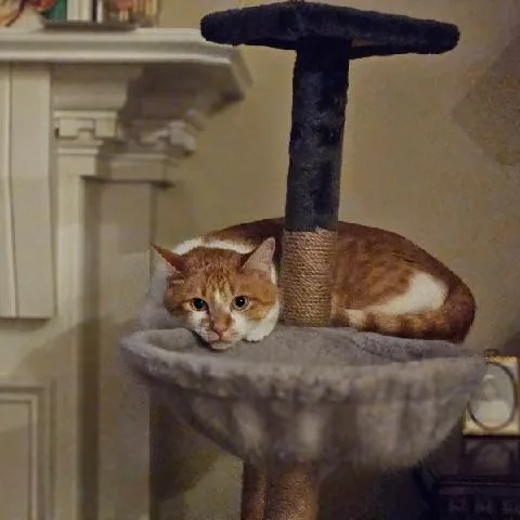 An adult medium-sized female Orange / Red Domestic Short Hair cat named Pearl Cute Mittens! @ for adoption in Carmel, IN