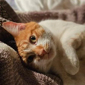 Pearl Cute Mittens! @ thumbnail 2