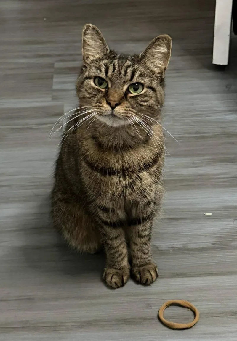 An adult medium-sized female Domestic Short Hair cat named Winner for adoption in Satellite Beach, FL