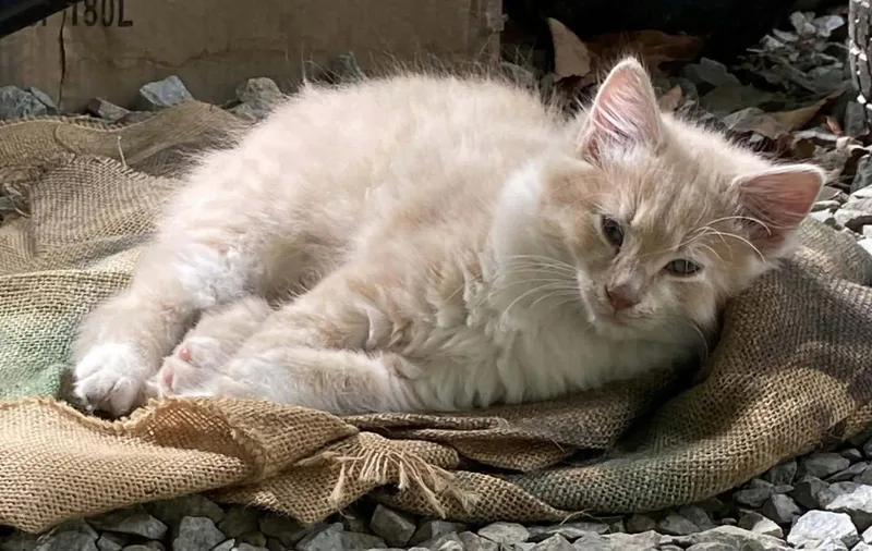 A baby medium-sized male Domestic Long Hair cat named Blinked for adoption in Roxboro, NC