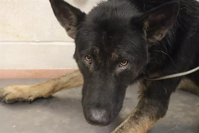 An adult large-sized male Mixed Breed dog named Seaweed for adoption in Columbia, SC