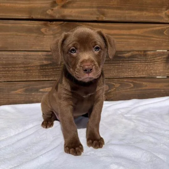 Satinette thumbnail 2