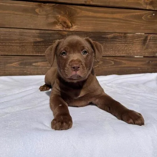 Satinette thumbnail 3