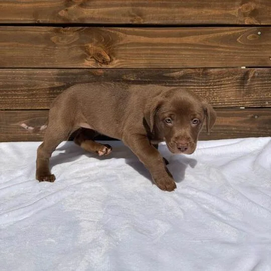 Satinette thumbnail 4