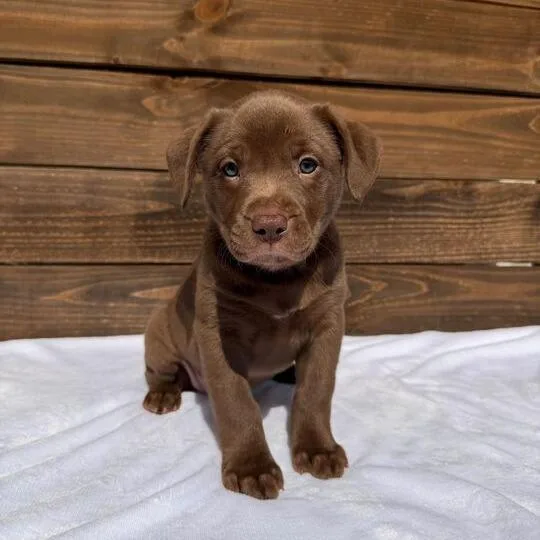 Satinette thumbnail 6