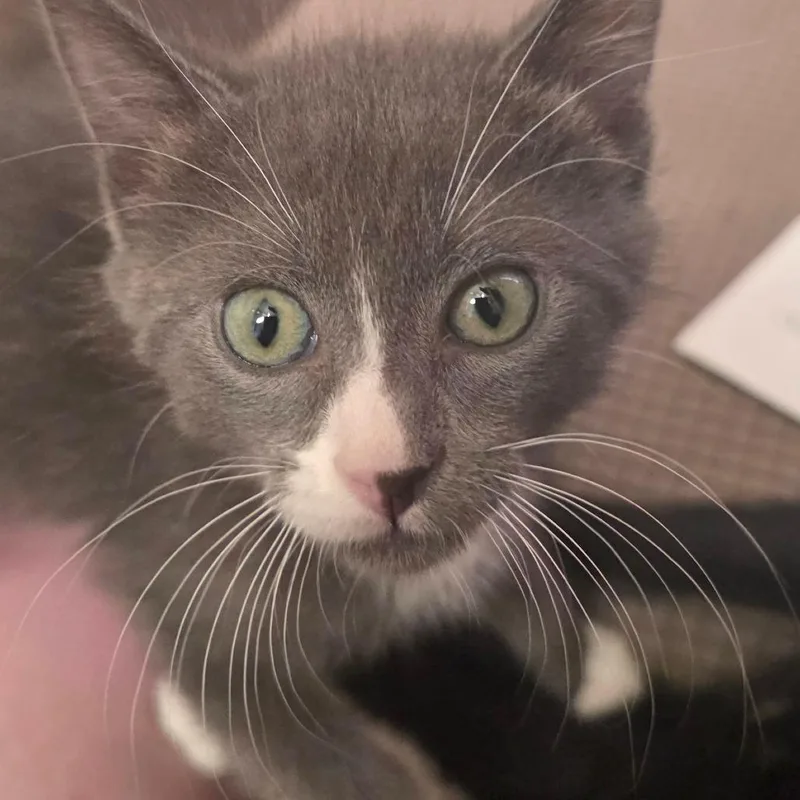 A baby small-sized male Gray / Blue / Silver Domestic Short Hair cat named Stuart for adoption in Escondido, CA