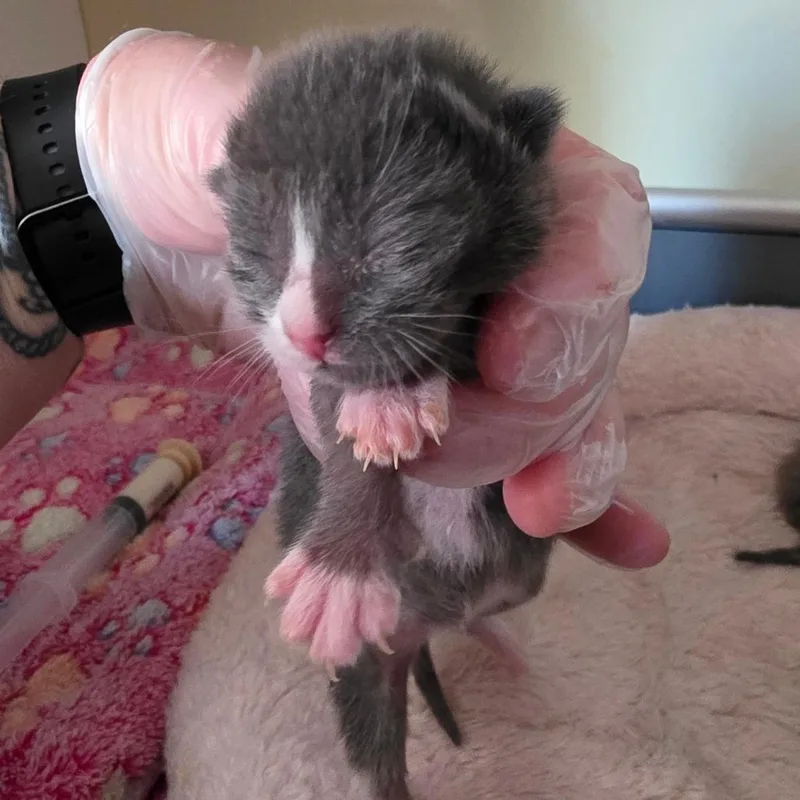 Stuart thumbnail 5