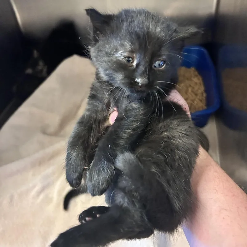 A baby small-sized female Black Domestic Short Hair cat named Sundae for adoption in Bristol, IN