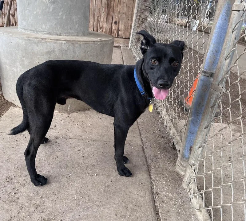 An adult medium-sized male Labrador Retriever dog named Dallas A for adoption in Plano, TX