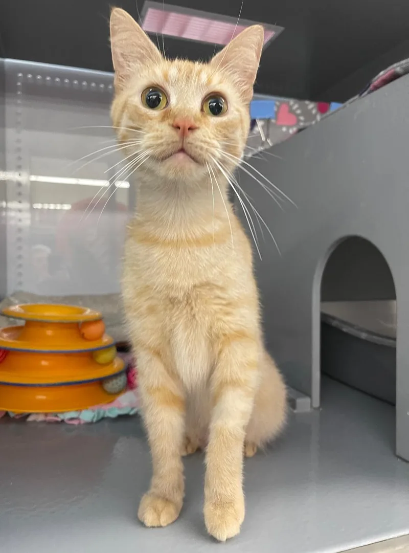 A young medium-sized female Orange & White Domestic Short Hair cat named Brandy for adoption in Spring Brook, NY