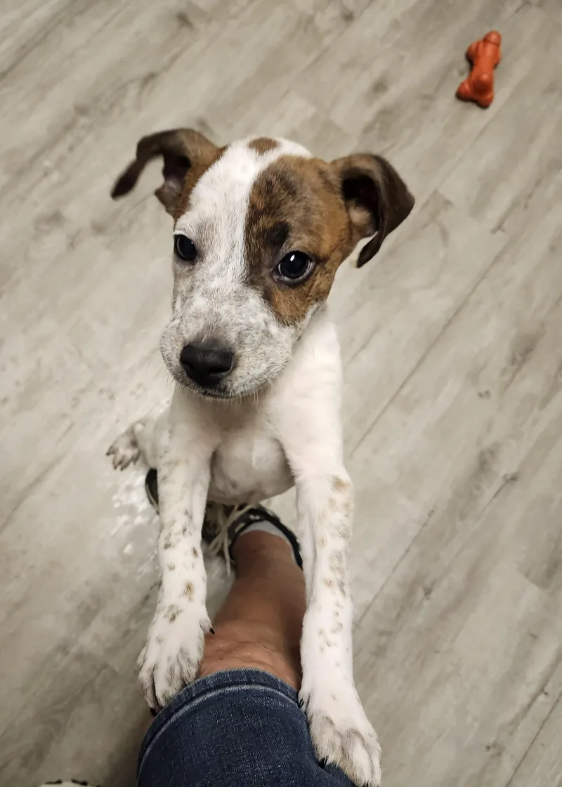 A baby small-sized male Brown / Chocolate Jack Russell Terrier dog named Fizz for adoption in Mansfield, OH