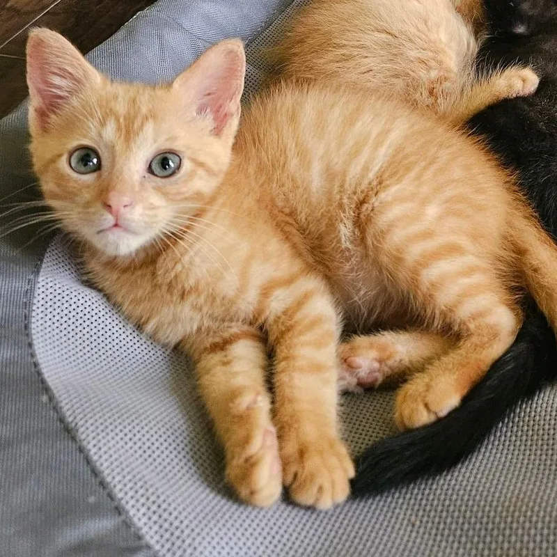 A baby medium-sized male Domestic Short Hair cat named Salsa for adoption in Murfreesboro, TN