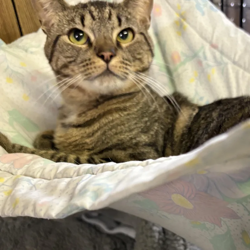 A young medium-sized male Tabby (Tiger Striped) Tabby cat named Patrick for adoption in Linden, NJ