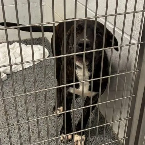 A young medium-sized male Black Mixed Breed dog named Sheriff for adoption in Jeffersonville, IN
