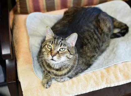A senior extra large-sized male Domestic Short Hair cat named Baby for adoption in Ringoes, NJ