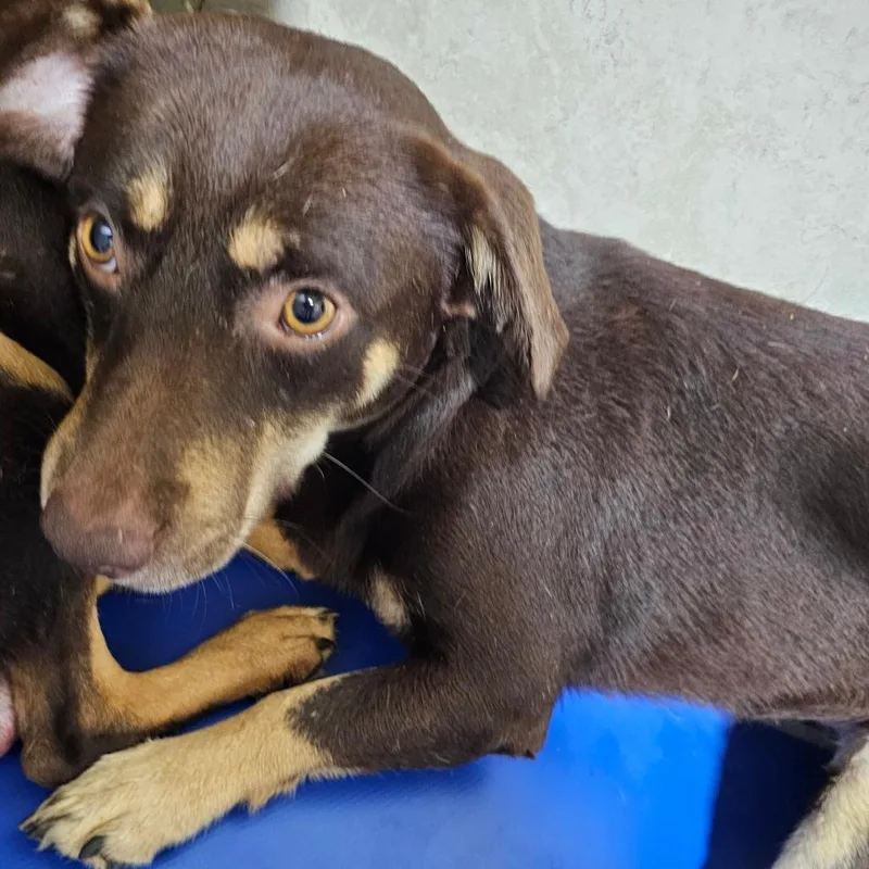 An adult small-sized male Jack Russell Terrier dog named Dylan for adoption in Hattiesburg, MS