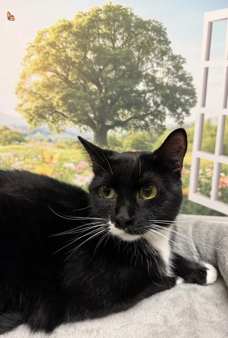 An adult medium-sized female Black Domestic Short Hair cat named Bunny for adoption in Herndon, VA