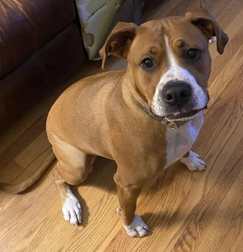 Bowser  Courtesy Listing