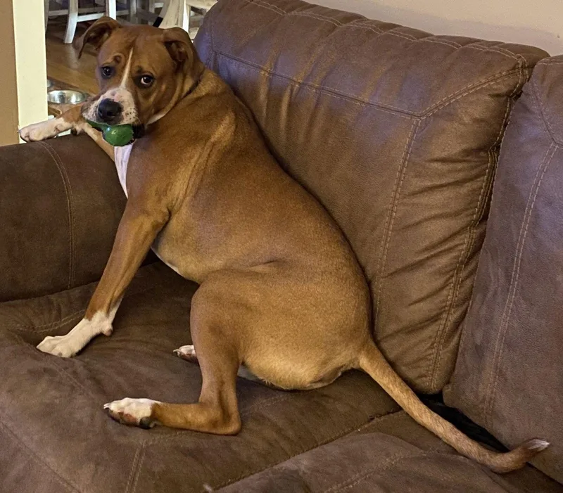 Bowser  Courtesy Listing thumbnail 2