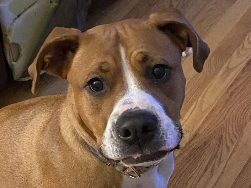 Bowser  Courtesy Listing thumbnail 3