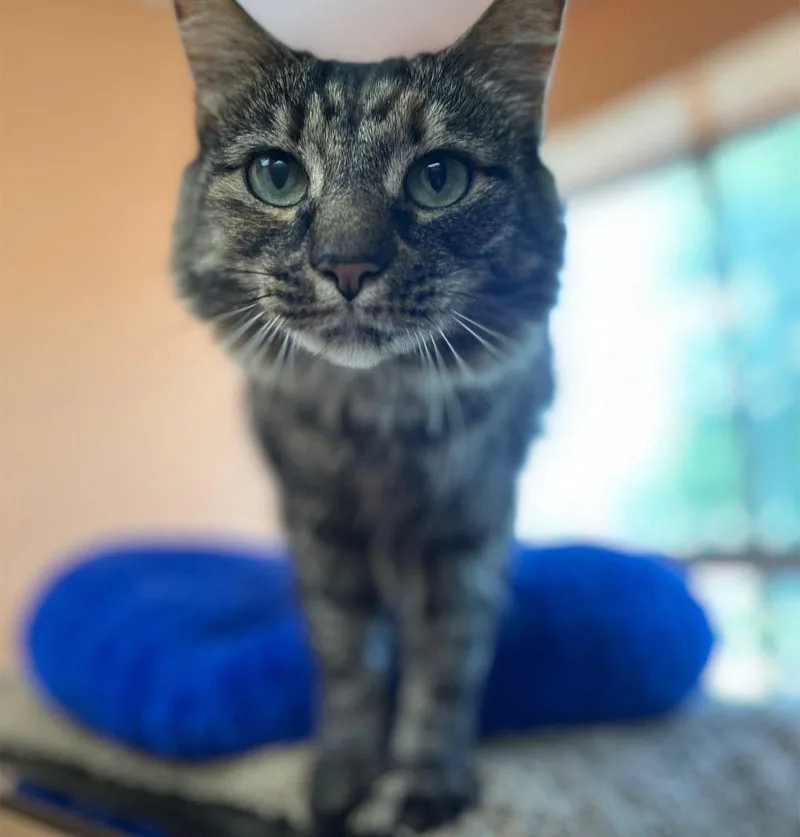 Charlotte thumbnail 2