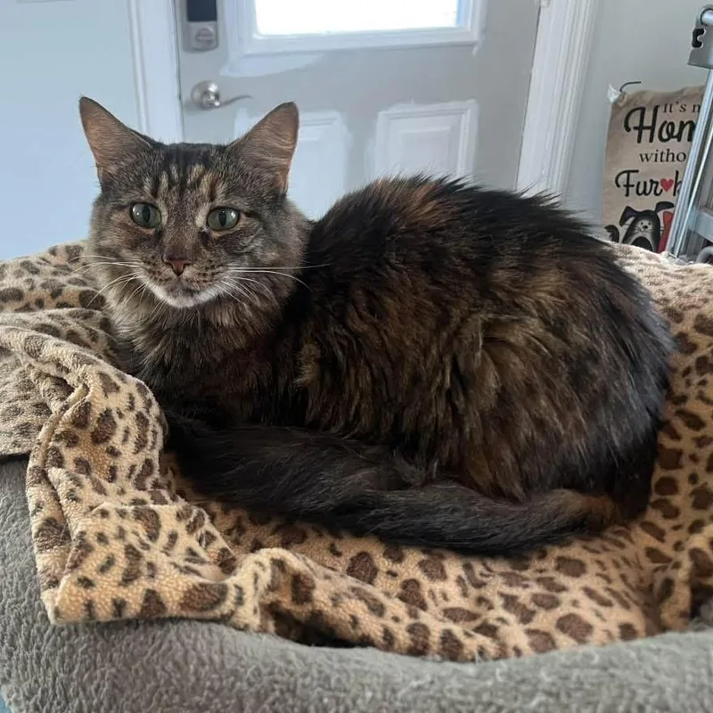 Charlotte thumbnail 3