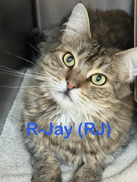 A young large-sized male Domestic Long Hair cat named RJay for adoption in New Bern, NC