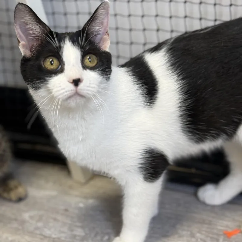 A baby small-sized female White Domestic Short Hair cat named Hazel for adoption in Ridgely, MD