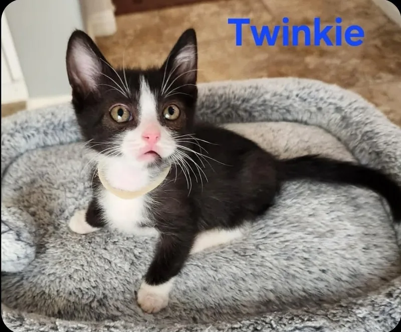 A baby small-sized male Domestic Short Hair cat named Twinkie for adoption in San Jacinto, CA