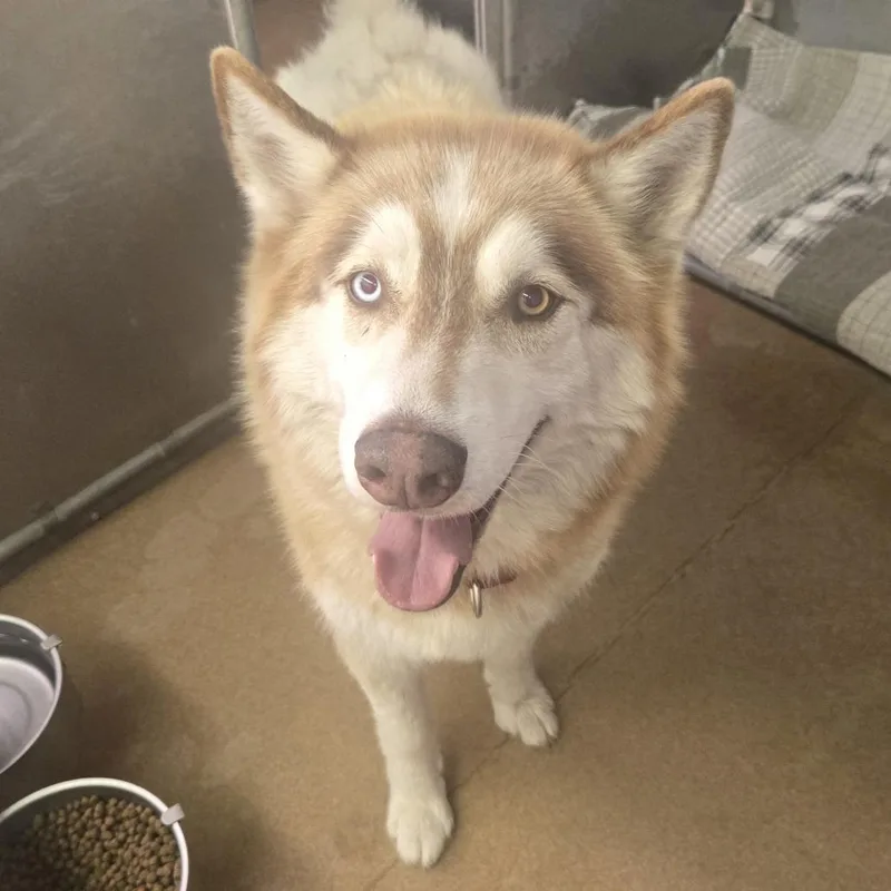 An adult medium-sized male Red / Chestnut / Orange Husky dog named Hedgehog for adoption in Murray, UT