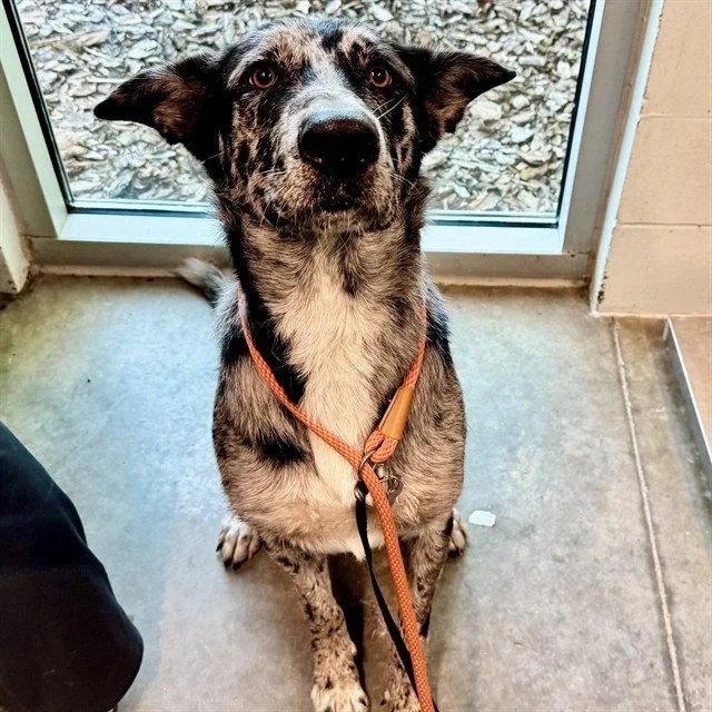 A young large-sized male Catahoula Leopard Dog dog named Joker for adoption in Tavares, FL