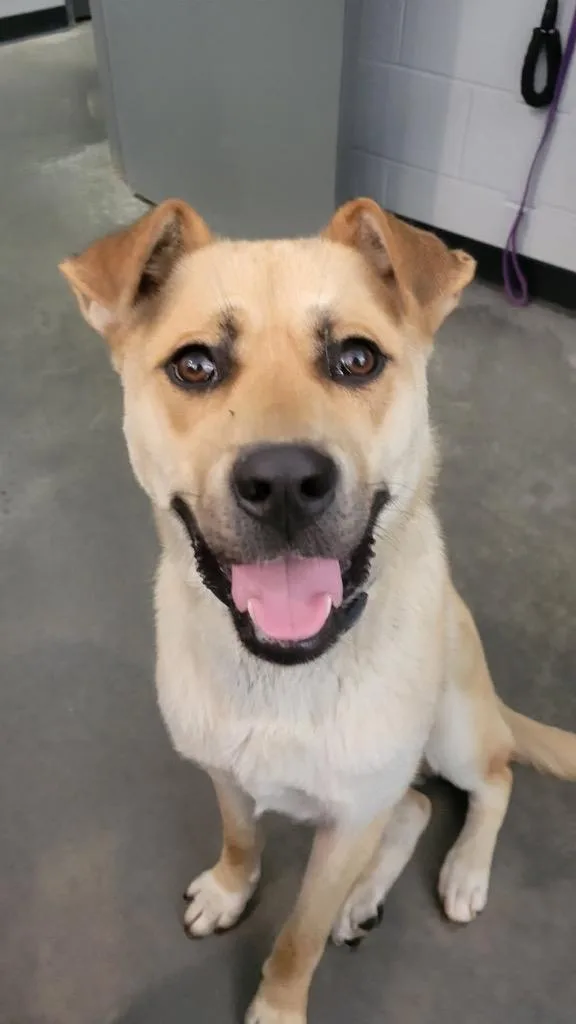 A young large-sized male Mixed Breed dog named Amigo for adoption in Henderson, NC