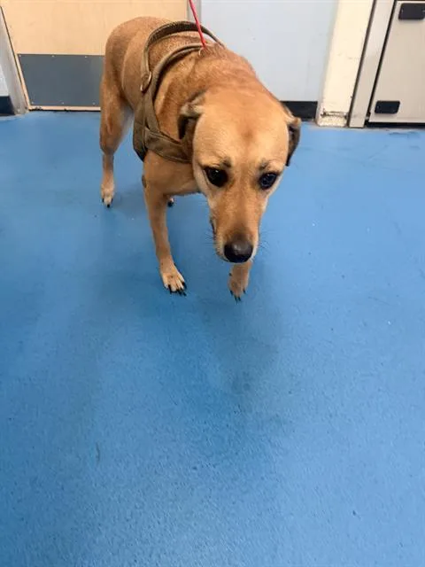 An adult large-sized female Mixed Breed dog named Ahdina for adoption in Dallas, TX
