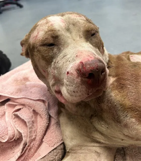 A young large-sized female American Staffordshire Terrier dog named Karma for adoption in Indianapolis, IN