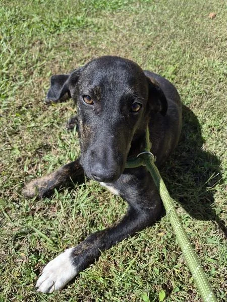 A young medium-sized male Hound dog named Ic for adoption in Lawrenceville, GA