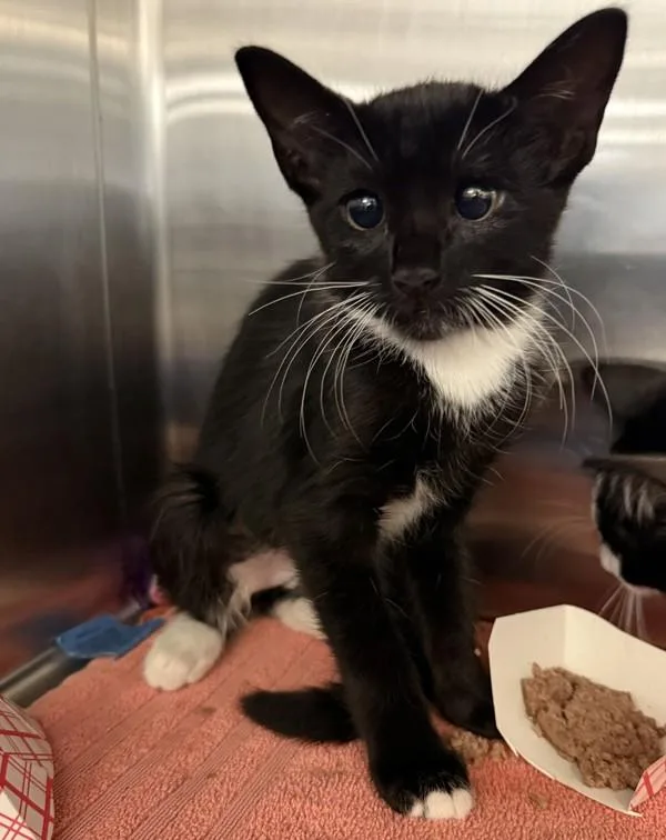 A baby small-sized female Domestic Short Hair cat named Arrayan for adoption in Escondido, CA