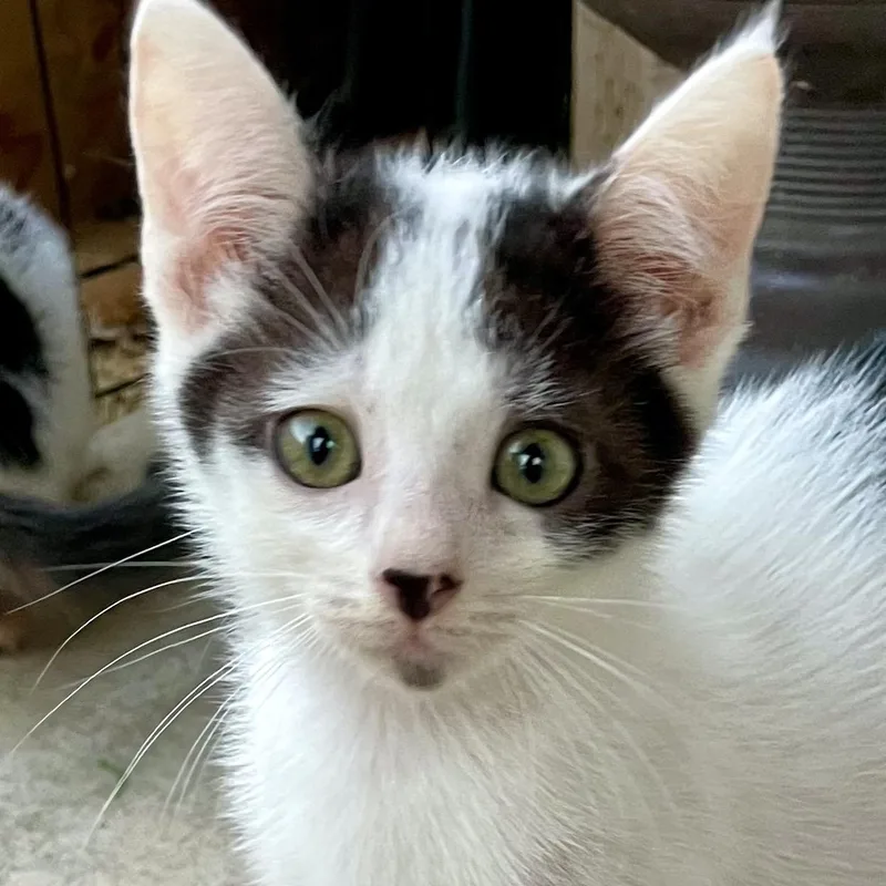 A baby medium-sized male White Domestic Short Hair cat named Jetty for adoption in San Diego, CA