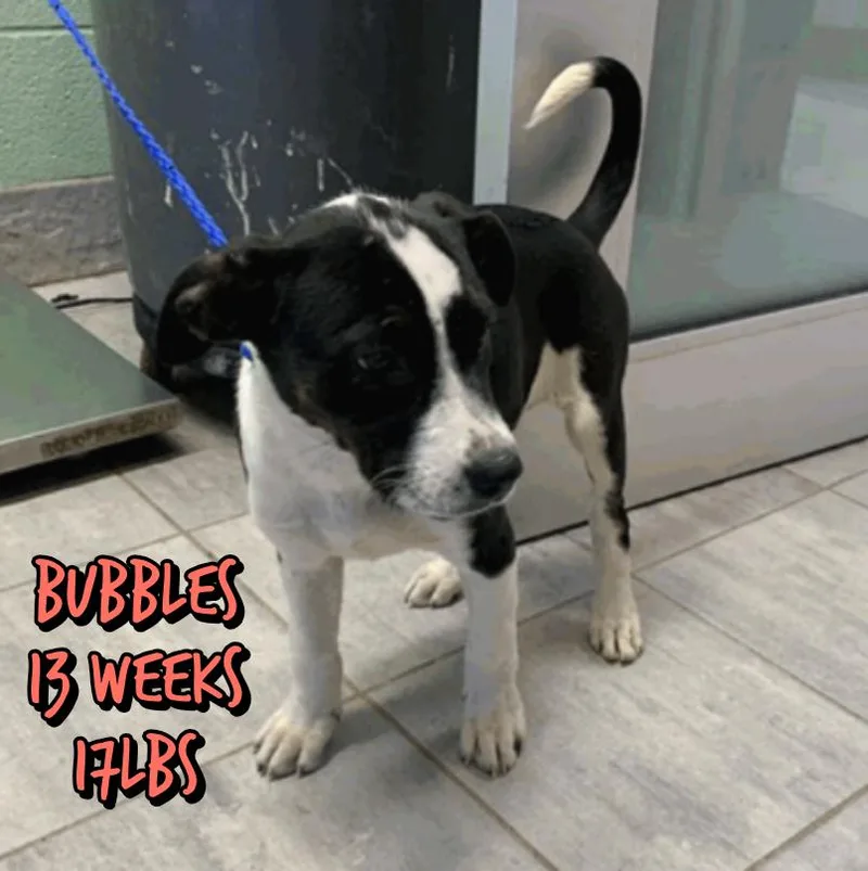 A baby large-sized female Cattle Dog dog named Bubbles for adoption in Holbrook, NY