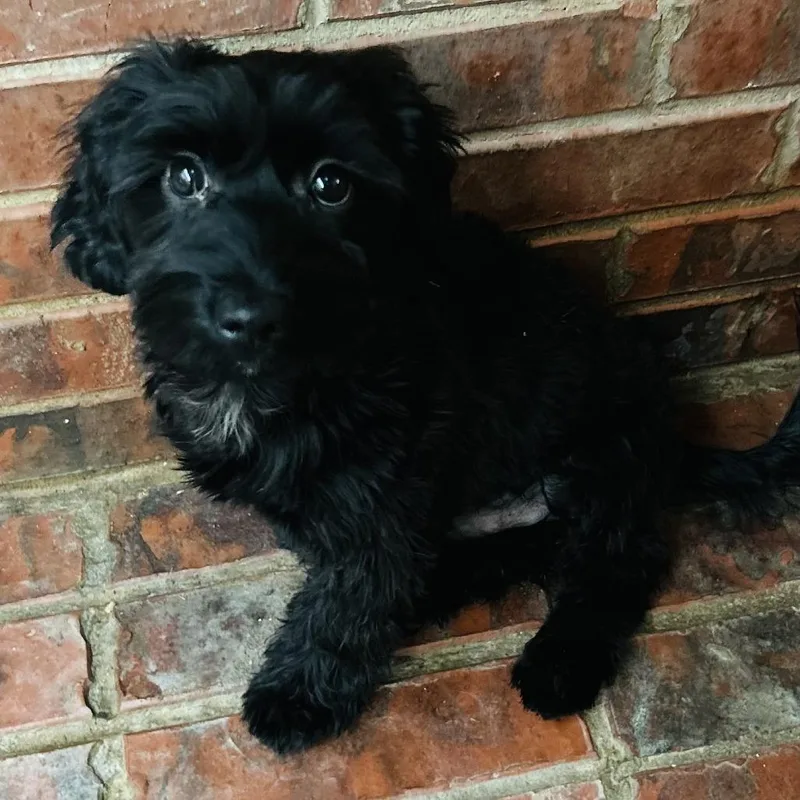 Cameron Clyde thumbnail 2